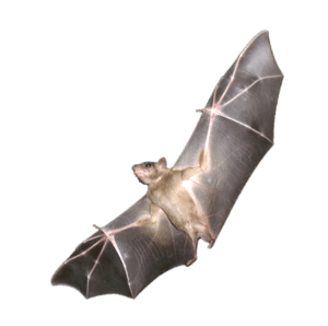 Bat genome