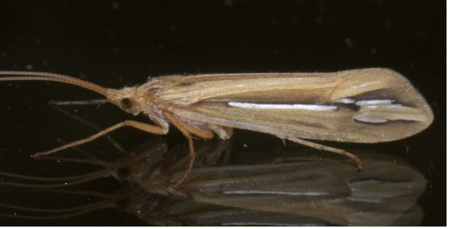 Image of a caddisfly