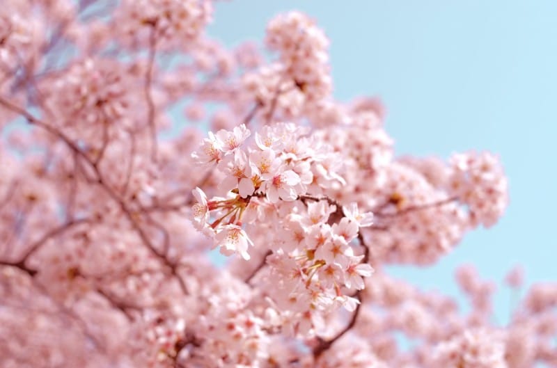 Image of flowering cherry trees