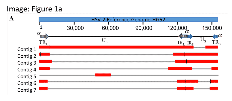 Chang, W. et. al. (2022). Complete genome sequence of herpes simplex virus 2 strain G. Viruses 14(3), 536; https://doi.org/10.3390/v14030536.