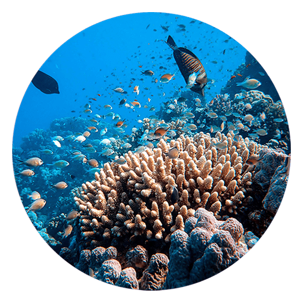 an image of multi-color fishes swimming about a coral reef.