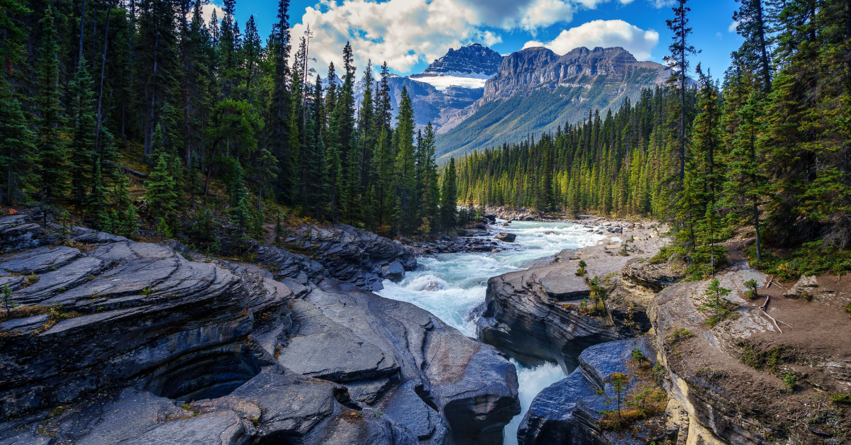 Wide shot of creek and surrounding forest