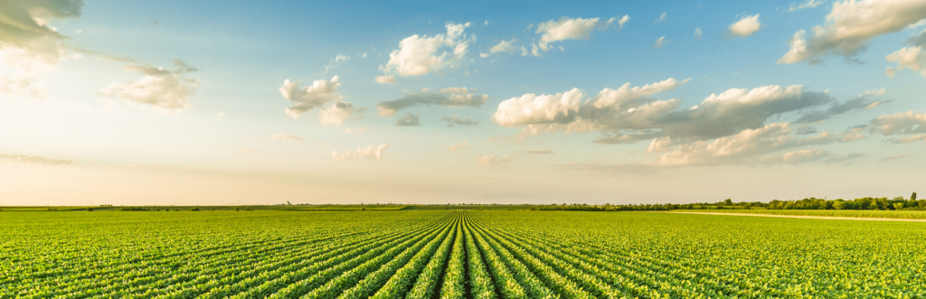 field and sky