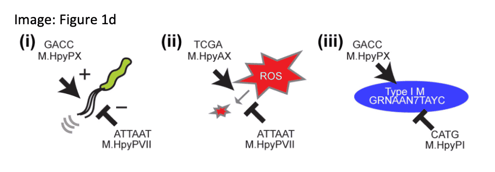 Yano, H., et. al. (2020) Networking and specificity-changing DNA methyltransferases in Heliobacter pylori. Front Microbiol. 11, doi: 10.3389/fmicb.2020.01628.