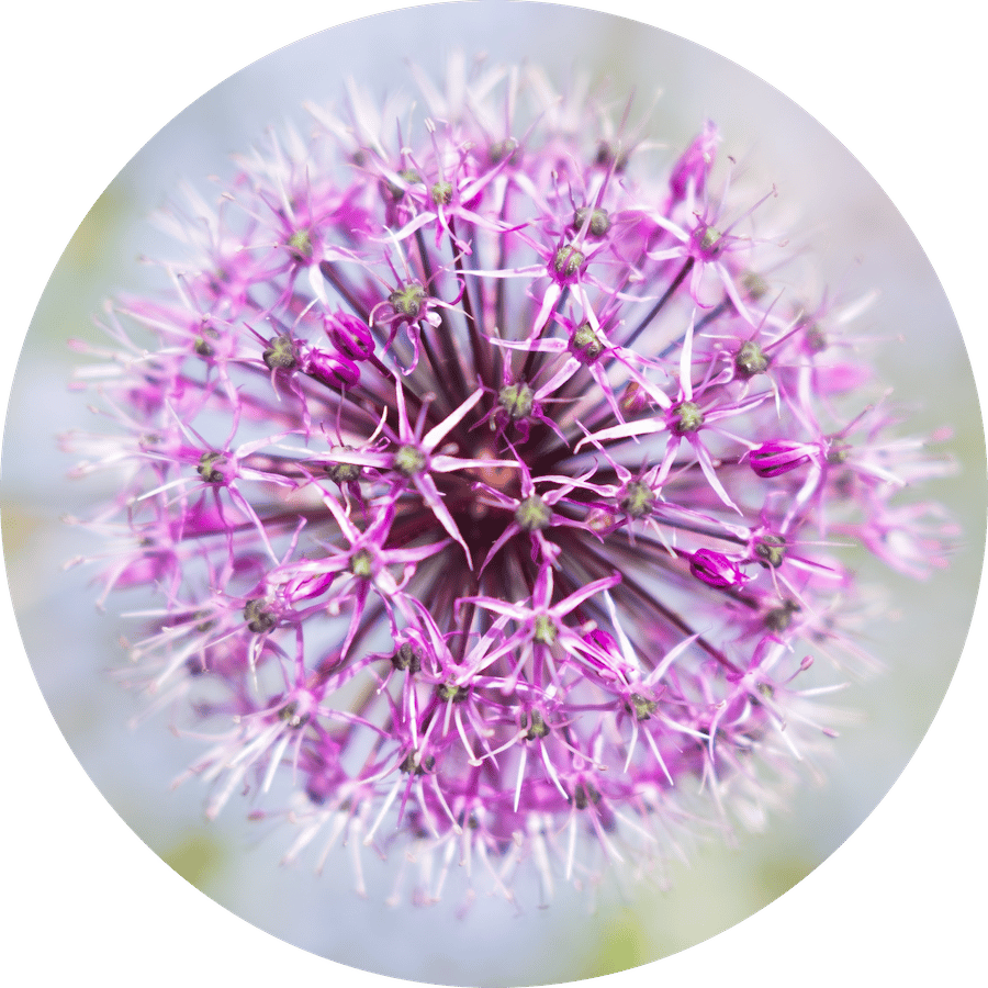 Roundel of pink flower ernest-szczepanski-t9E--CHGQMM-unsplash