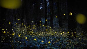 Fireflies