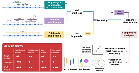 Notario, E., et al. (2023). Amplicon-Based Microbiome Profiling: From Second- to Third-Generation Sequencing for Higher Taxonomic Resolution. Genes, 14(8), 1567.