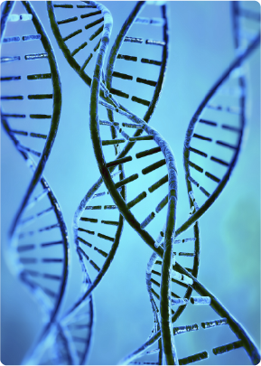 Image of DNA strands to show genomes