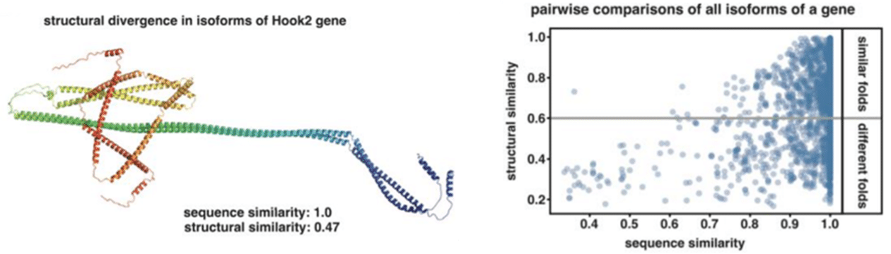 global confromational re-arrangement in two isoforms