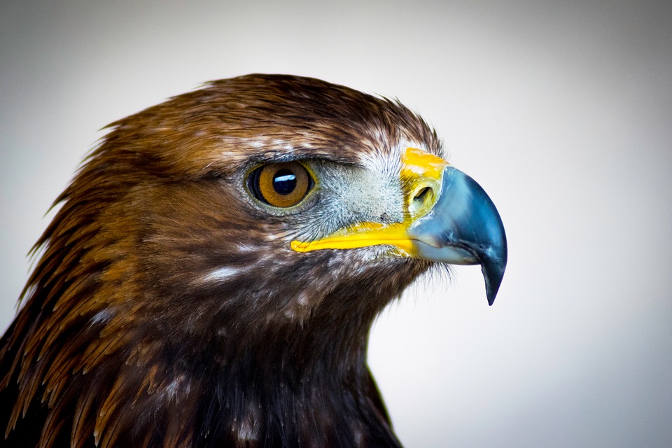 International Eagle Conservation Efforts Bolstered By New