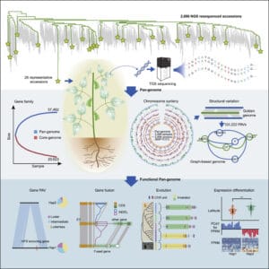 Graphical abstract of the new 26-line soybean pangenome - PacBio