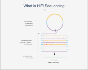 HiFi sequencing image - PacBio