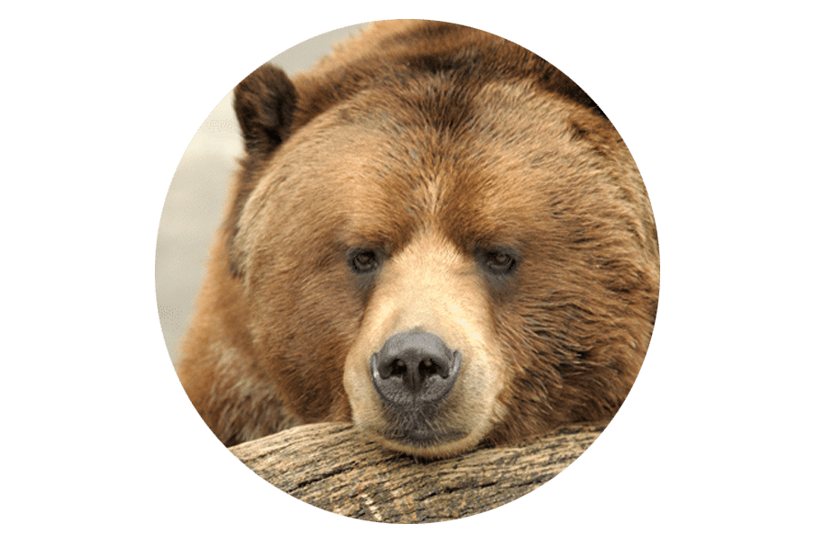 Roundel image of a Grizzly bear
