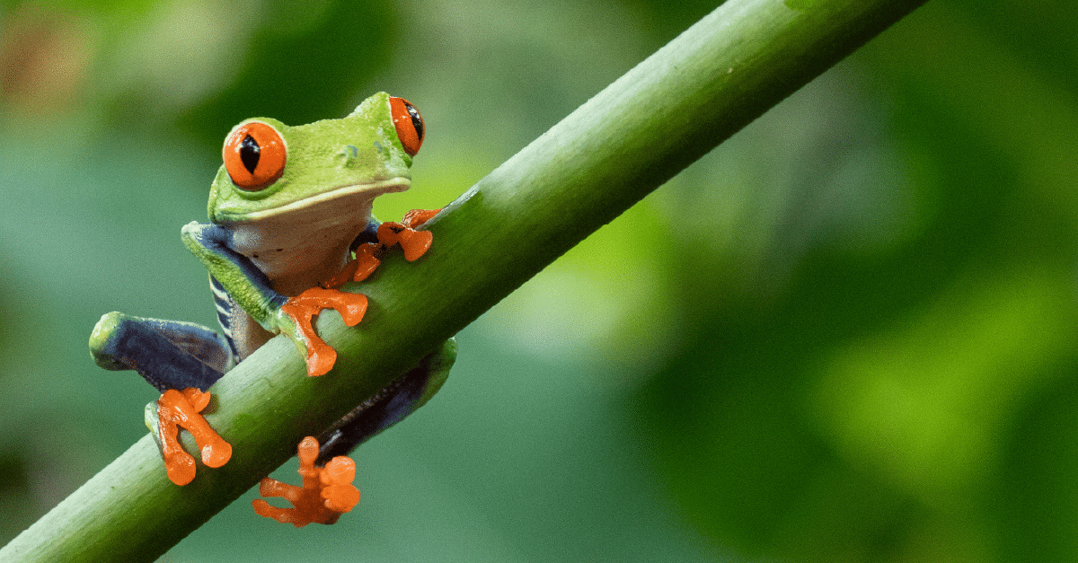 Frog clinging to a branch