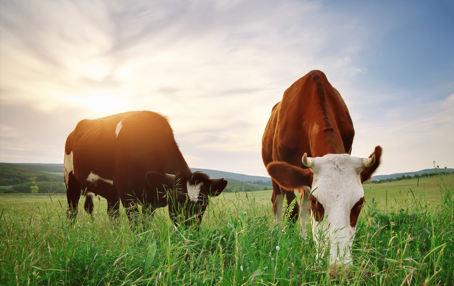 stock photo pf two cows grazing