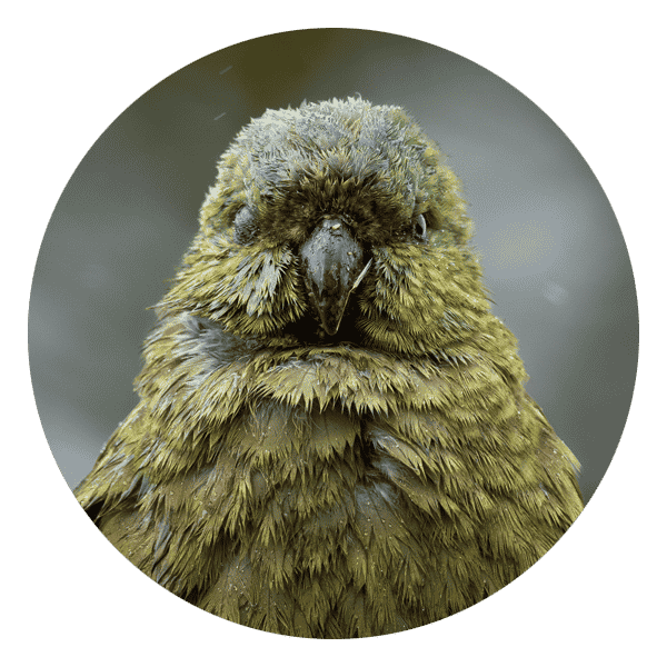 Kokapo bird