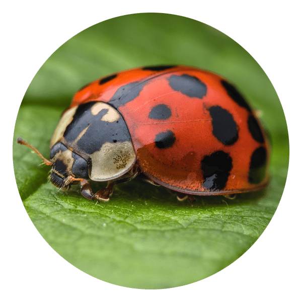 ladybug