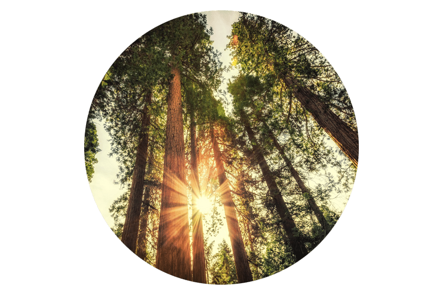Roundel image of sun shining through a grove of Redwood trees