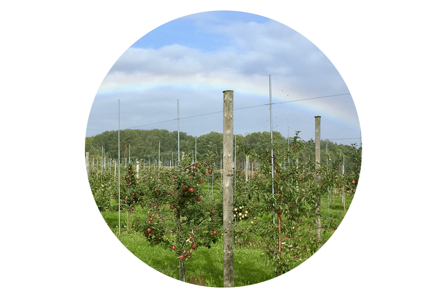 Roundel image of an apple orchard for SMRT Grants