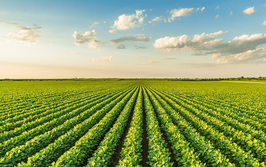 Soybean field stock image