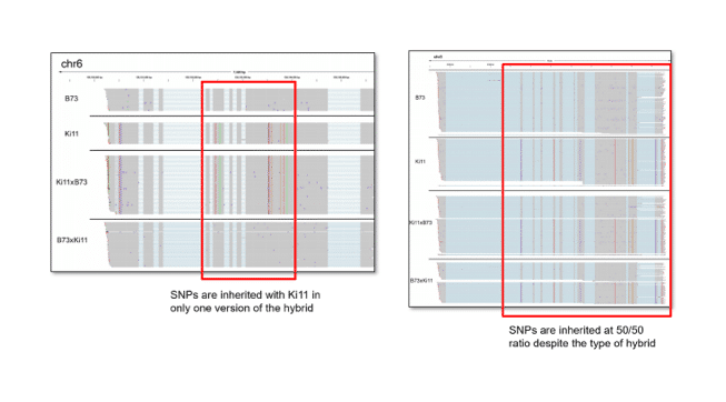 Iso-seq method chart showing SNPs are inherited with Ki11 in only one version of the hybrid and that SNPs are inherited at 50/50 ratio despite the type of hybrid - PacBio