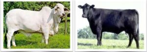 Cross breeding cattle
