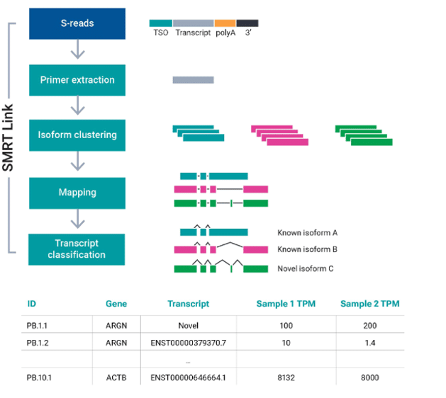 SMRT link RNA sequencing features