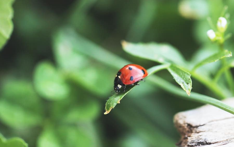 Ladybug on a green leaf