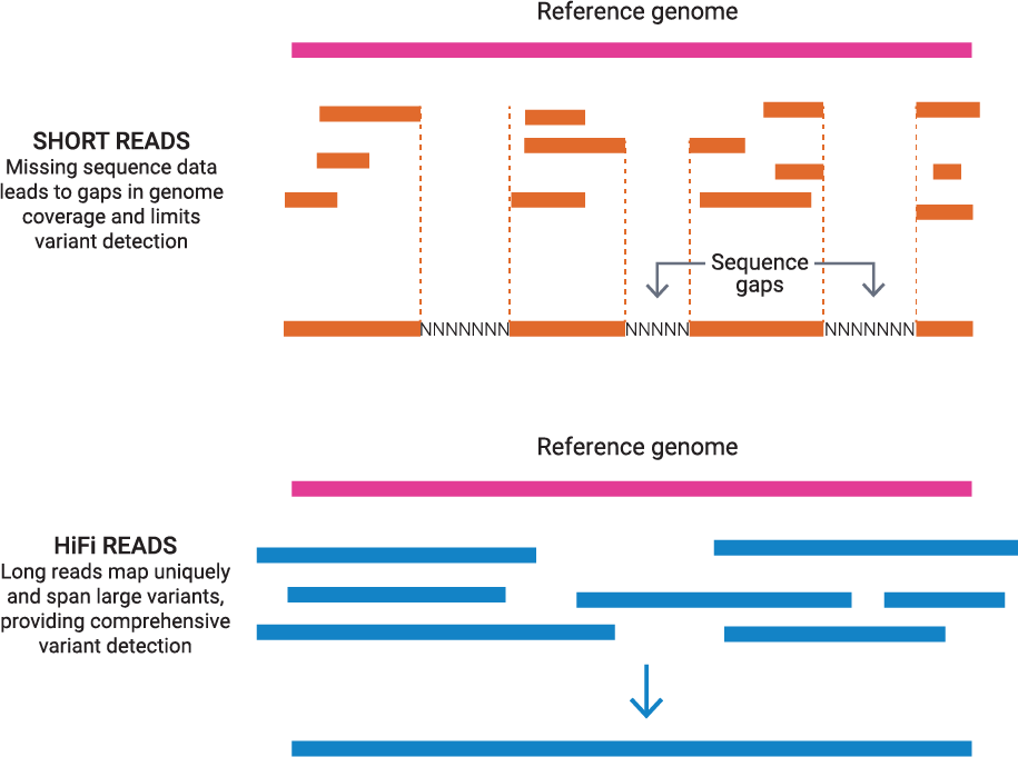 Image comparing short-read sequencing vs. HiFi long-read sequencing for reference genomes