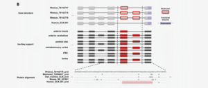 Iso-Seq data from multiple tissues from macaque - PacBio