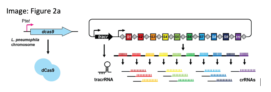 Ellis, N.A. (2021) A multiplex CRISPR interference tool for virulence gene interrogation in Legionella pneumophila. Communications Biol.