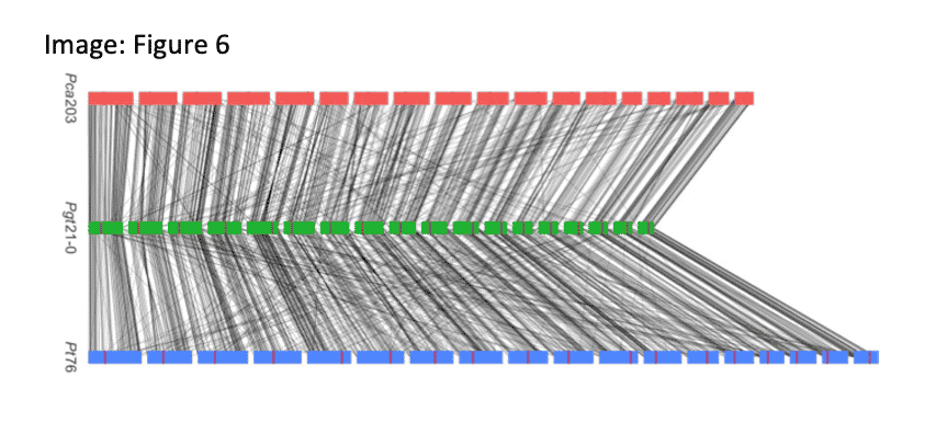 Henningsen, E.C. (2022). A chromosome-level, fully phased genome assembly of the oat crown rust fungus Puccinia coronata f. sp. avenae: a resource to enable comparative genomics in the cereal rusts. G3 journal.