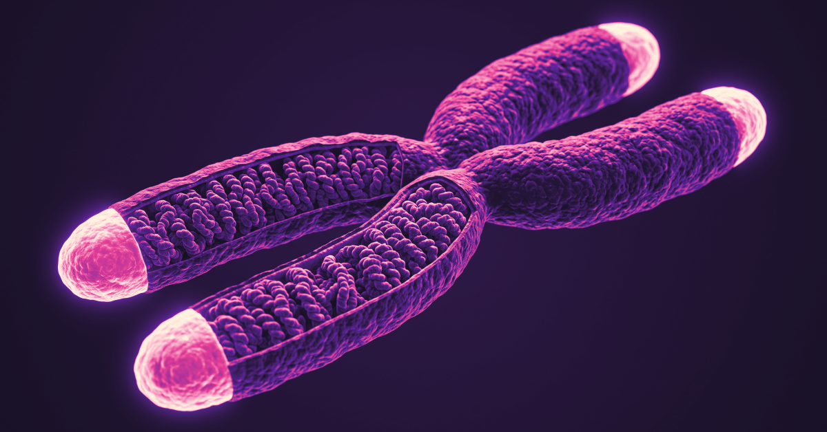 Render of telomere-capped chromosome