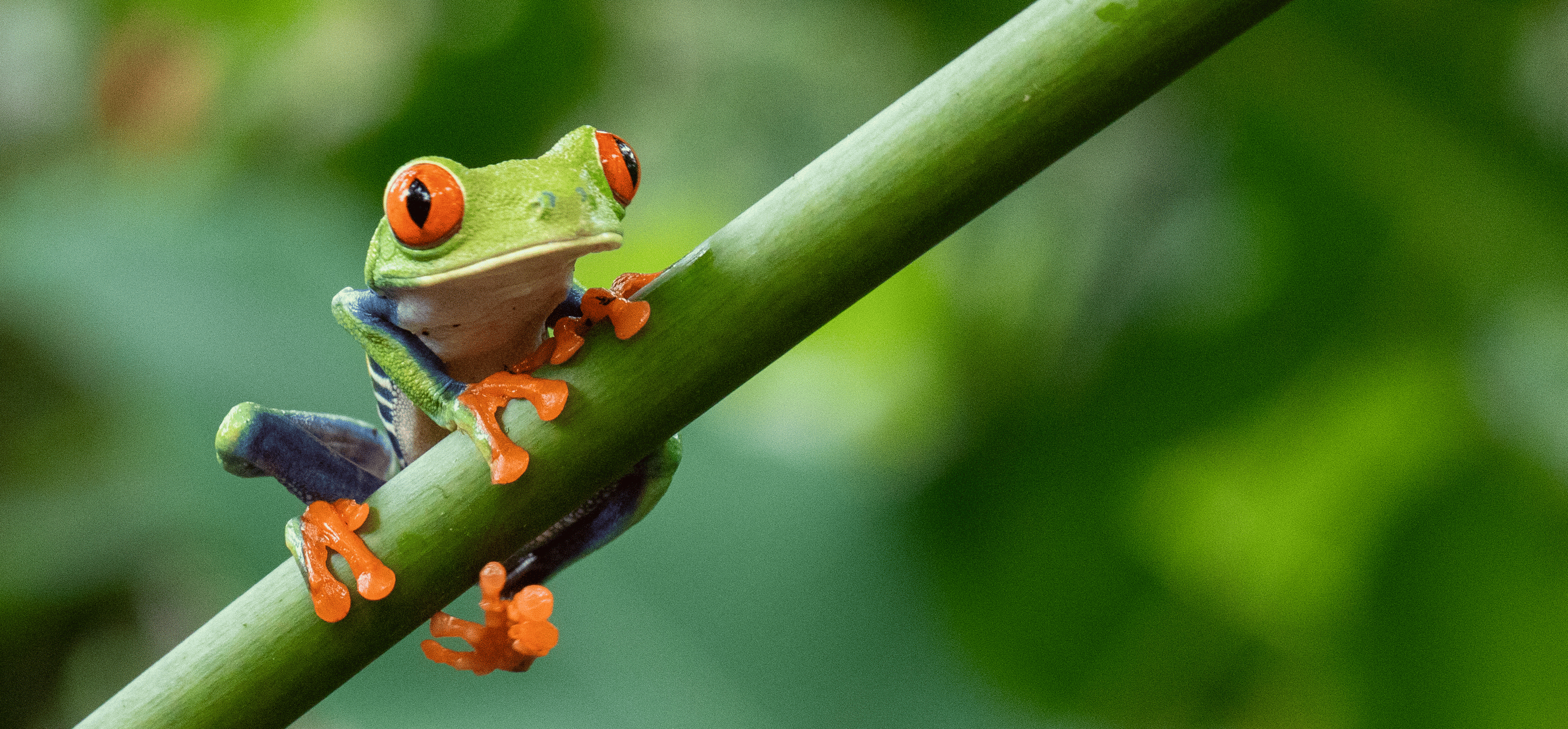 a frog on a branch