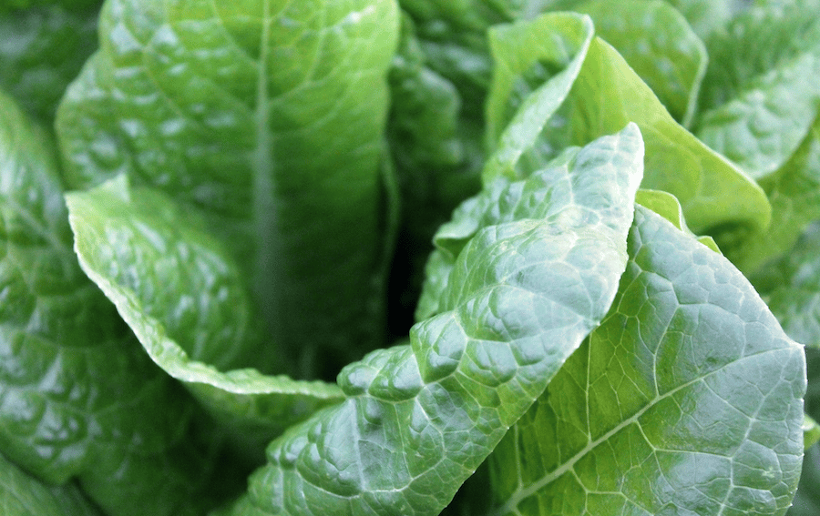 photo of romaine lettuce in field