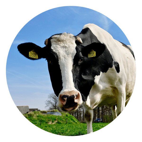 Crop and livestock breeding roundel image showing a black and white cow