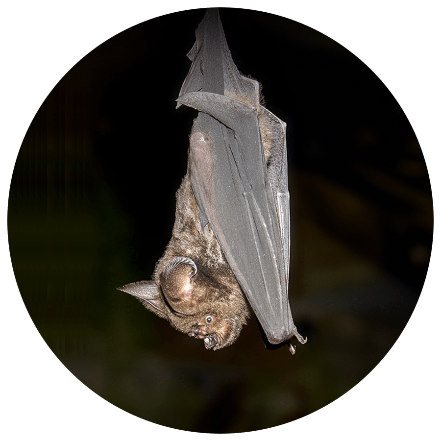Leaf nosed bat - An image of a great Himalayan leaf-nose bat hanging upside down