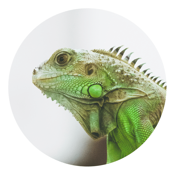 Iguana