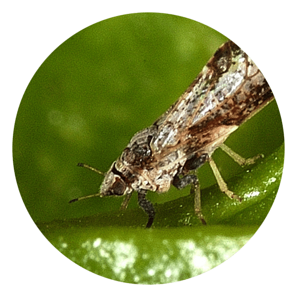 roundel image of an Asian citrus psyllid