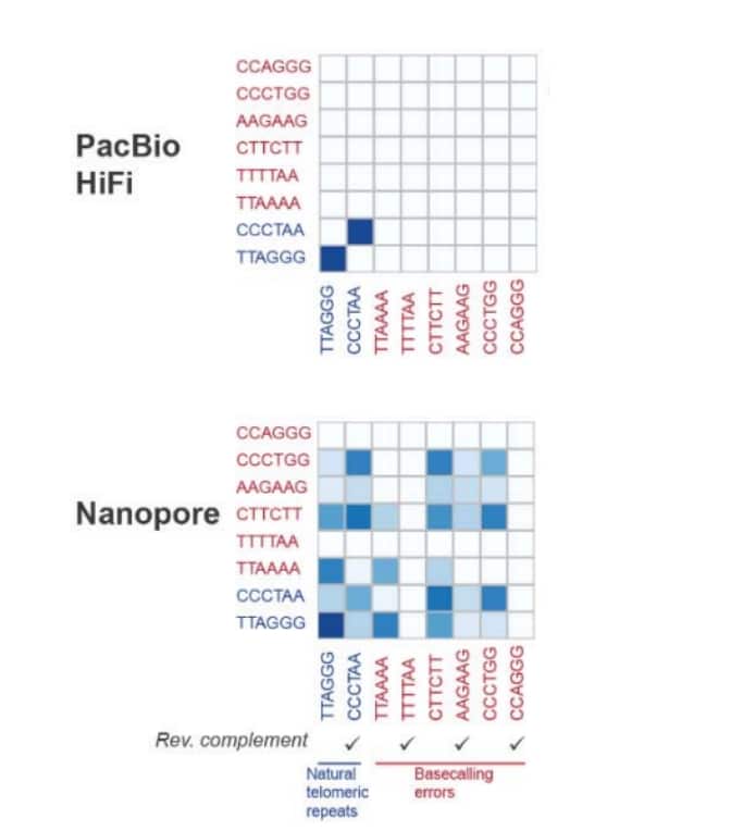 telomere comparison without legend